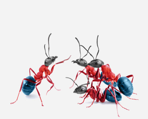 Fourmis travaillant ensemble